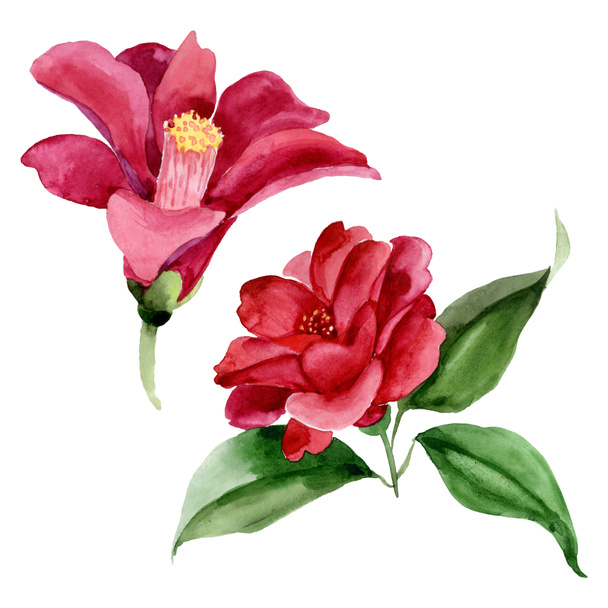 Red camelia floral botanical flower. Watercolor background illustration set. Isolated camelia illustration element. - Foto, imagen