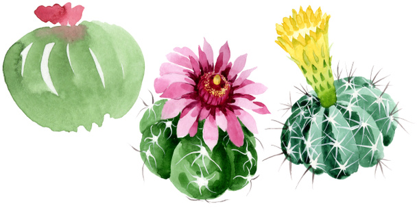 Green cactus floral botanical flowers. Watercolor background illustration set. Isolated cacti illustration element. - Фото, зображення