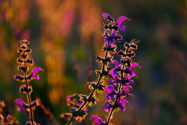Lupinuksen kukat, jotka tunnetaan yleisesti nimellä lupiini tai lupiini auringossa
 - Valokuva, kuva