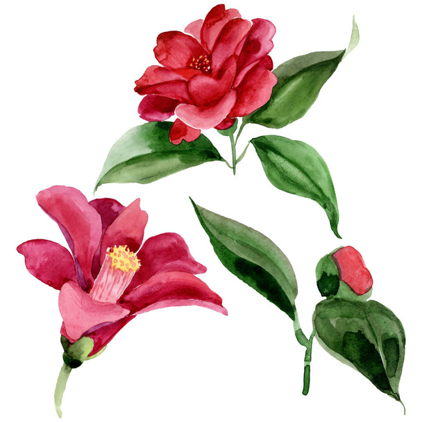 Red camelia floral botanical flower. Watercolor background illustration set. Isolated camelia illustration element. - Fotoğraf, Görsel