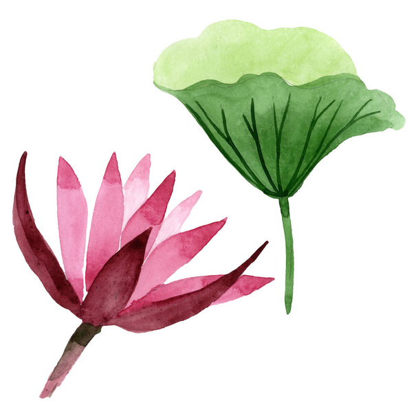 Red lotus floral botanical flower. Watercolor background illustration set. Isolated lotus illustration element. - Foto, immagini