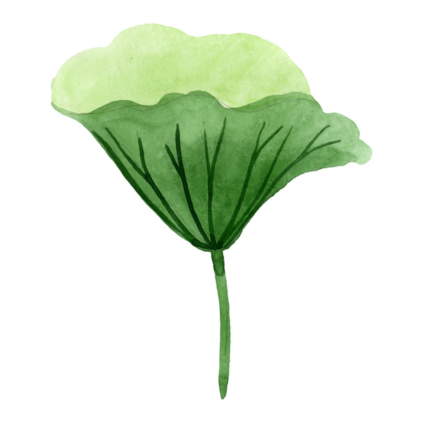 Lotus zöld leveles virágos botanikus virág. Akvarell háttér illusztráció meg. Különálló Lotus illusztrációs elem. - Fotó, kép
