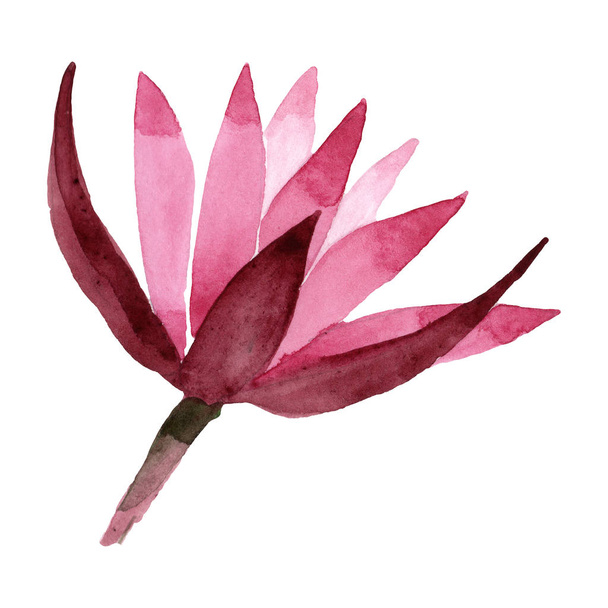 Kırmızı lotus çiçek botanik çiçek. Suluboya arka plan illüstrasyon seti. İzole lotus illüstrasyon elemanı. - Fotoğraf, Görsel