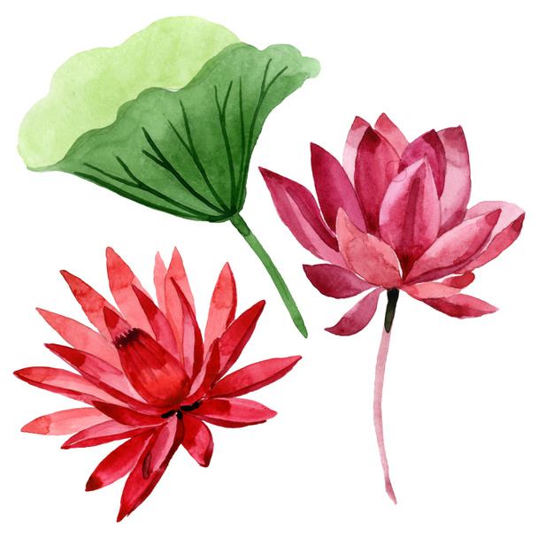 Kırmızı lotus çiçek botanik çiçek. Suluboya arka plan illüstrasyon seti. İzole lotus illüstrasyon elemanı. - Fotoğraf, Görsel