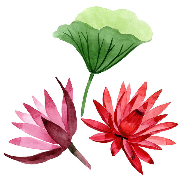 Red lotus floral botanical flower. Watercolor background illustration set. Isolated lotus illustration element. - Foto, imagen
