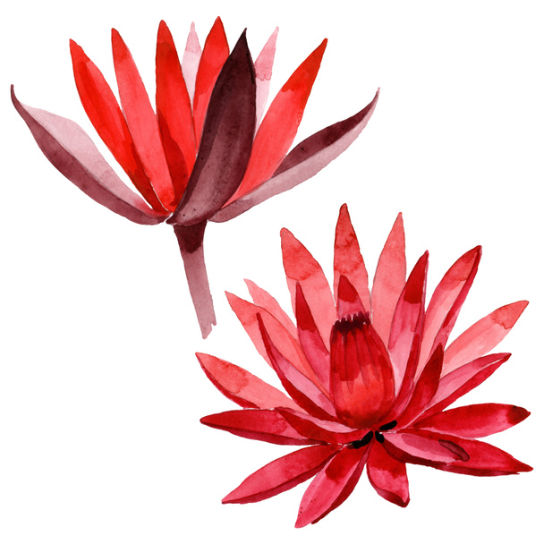 Red lotus floral botanical flower. Watercolor background illustration set. Isolated lotus illustration element. - Foto, imagen