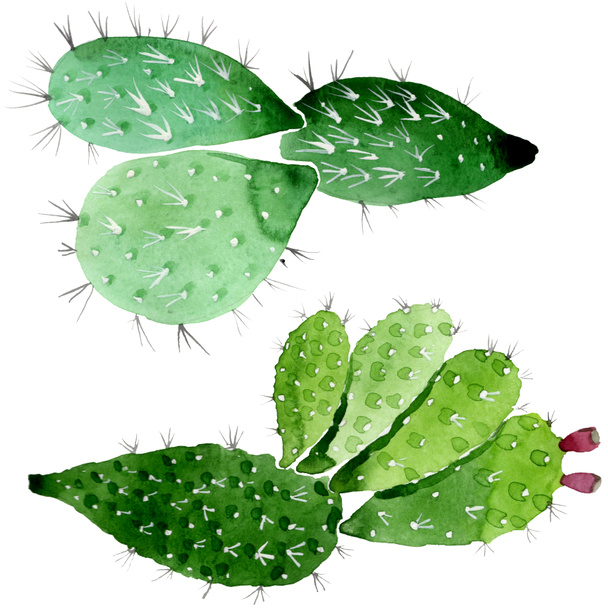 grüne Kakteen mit botanischen Blüten. Aquarell Hintergrundillustration Set. isolierte Kakteen Illustrationselement. - Foto, Bild