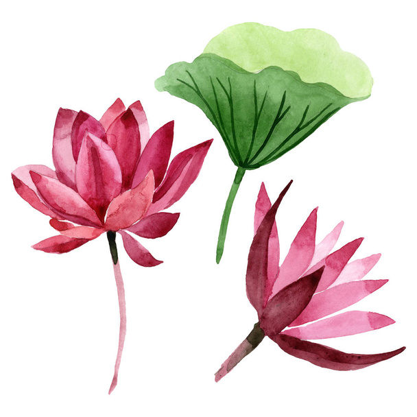 Red lotus floral botanical flower. Watercolor background illustration set. Isolated lotus illustration element. - Photo, Image