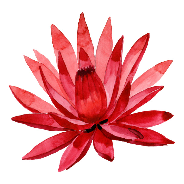 Red lotus floral botanical flower. Watercolor background illustration set. Isolated lotus illustration element. - Photo, Image