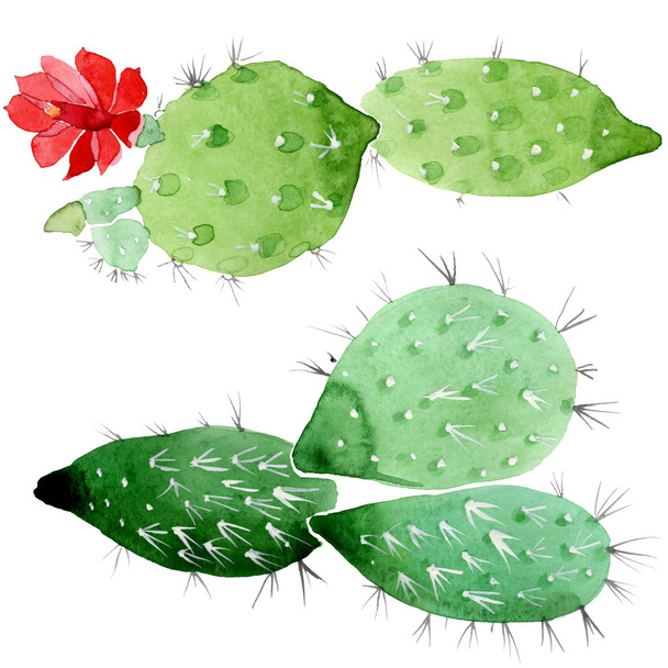 Flores botánicas florales de cactus verde. Conjunto de ilustración de fondo acuarela. Elemento aislado de ilustración de cactus
. - Foto, Imagen