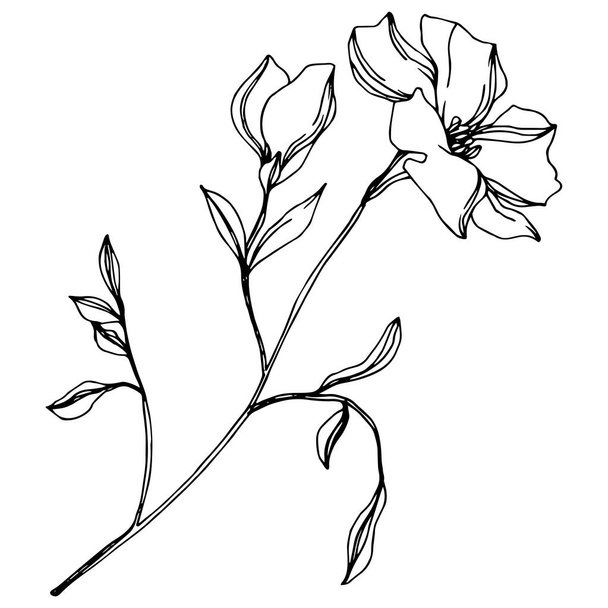Vector Flax floral botanical flowers. Black and white engraved ink art. Isolated flax illustration element. - Vector, Image