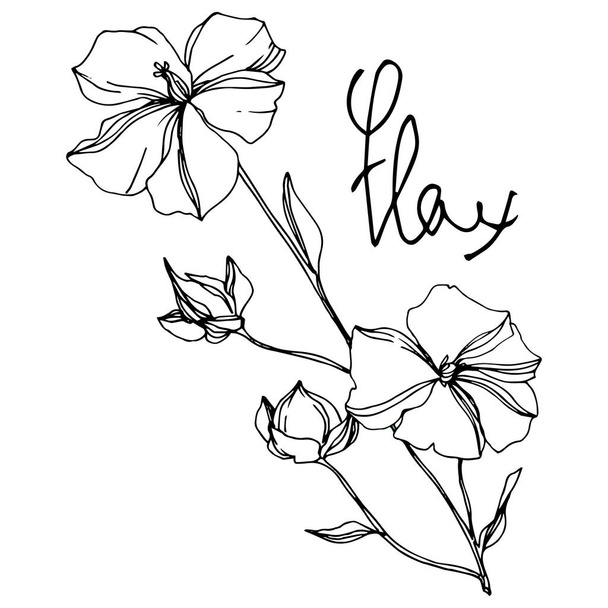 Vector Flax floral botanical flowers. Black and white engraved ink art. Isolated flax illustration element. - ベクター画像
