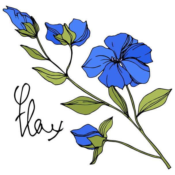 Vector Flax kwiatowy kwiatów botanicznych. Niebieska i zielona grawerowana sztuka atramentu. Izolowane lnu ilustracji element. - Wektor, obraz