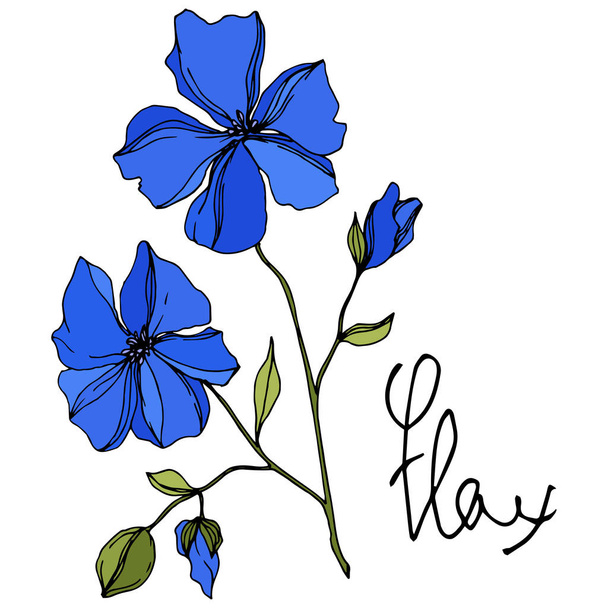 Vector Flax floral botanical flowers. Blue and green engraved ink art. Isolated flax illustration element. - Vector, Image