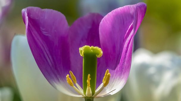 Panoráma keret egy lila Tulipánról közel a reproduktív szervekre - Fotó, kép