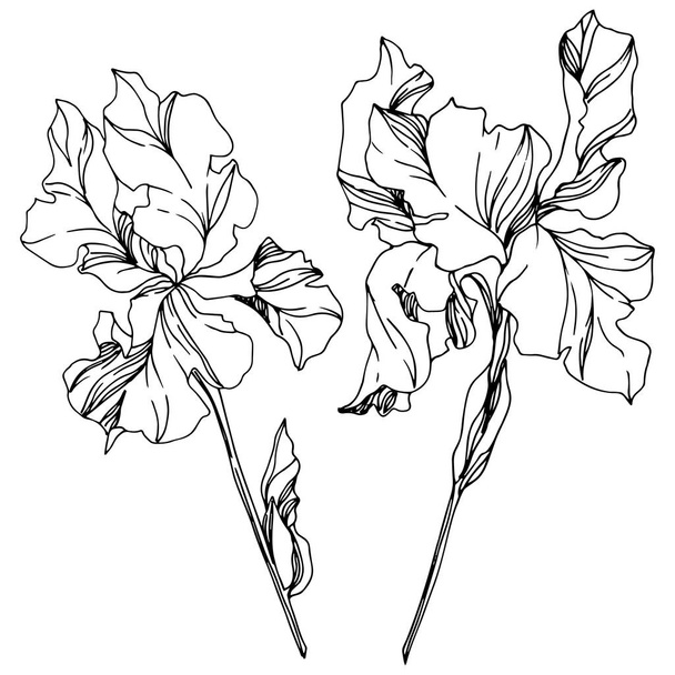 Iris floral botanical flowers. Black and white engraved ink art. Isolated irises illustration element. - Вектор, зображення