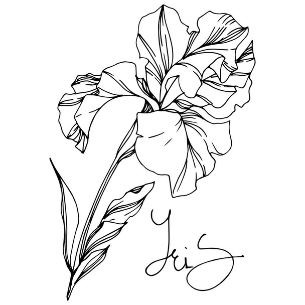 Fiori botanici floreali di iris. Inchiostro inciso in bianco e nero art. Elemento di illustrazione delle iridi isolate
. - Vettoriali, immagini