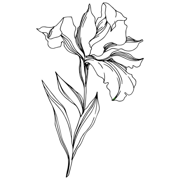 Iris floral botanical flowers. Black and white engraved ink art. Isolated irises illustration element. - Vettoriali, immagini