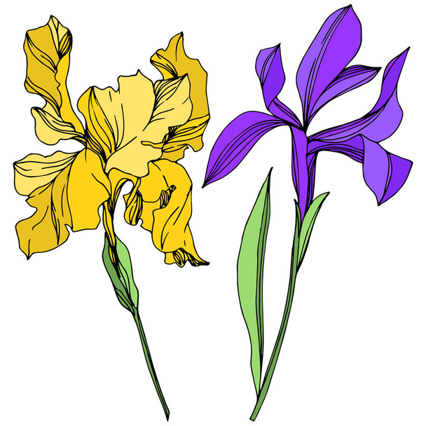 Iris floral botanical flowers. Black and white engraved ink art. Isolated irises illustration element. - Вектор,изображение