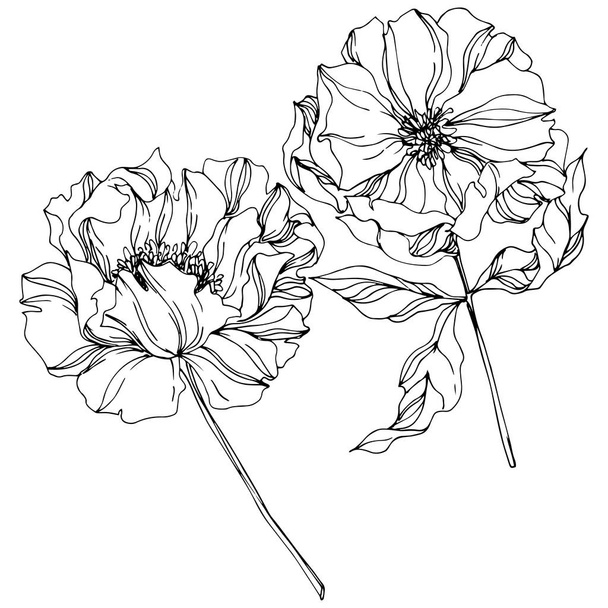 Peony botanical flowers. Wild spring leaf. Black and white engraved ink art. Isolated peonies illustration element. - Vector, Image