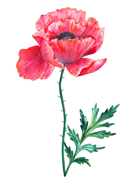 Beautiful red flower poppy with leaf. Hand drawn watercolor illustration. Isolated on white background. - Photo, Image