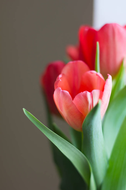 bouquet of red tulips, beautiful spring flowers - Фото, изображение