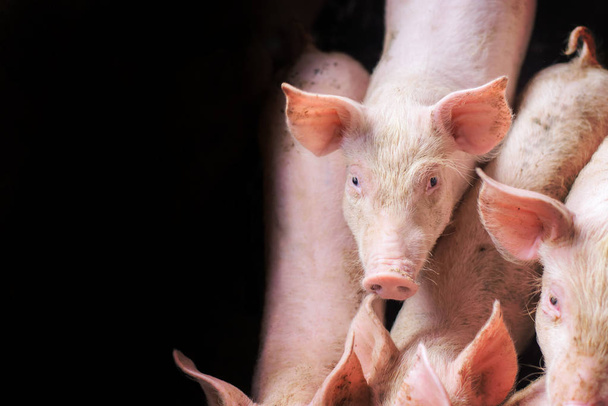 Свиньи на ферме. Мясная промышленность. Свиноводство удовлетворит растущий спрос на мясо в Таиланде и за рубежом
. - Фото, изображение