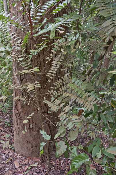 imagen de una planta de tongkat ali herbal
 - Foto, imagen