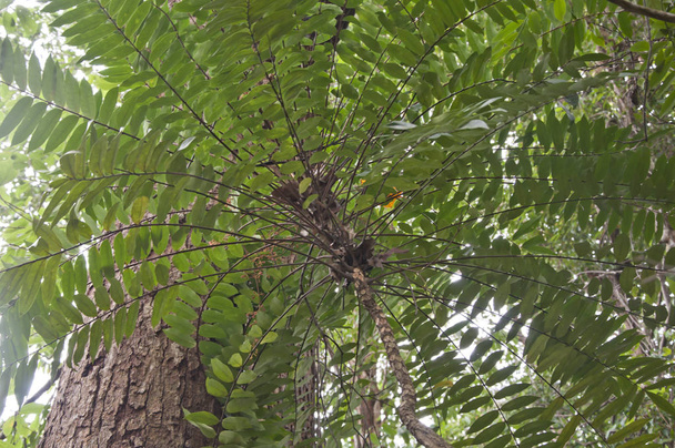 kép egy tongkat Ali gyógynövény növény - Fotó, kép
