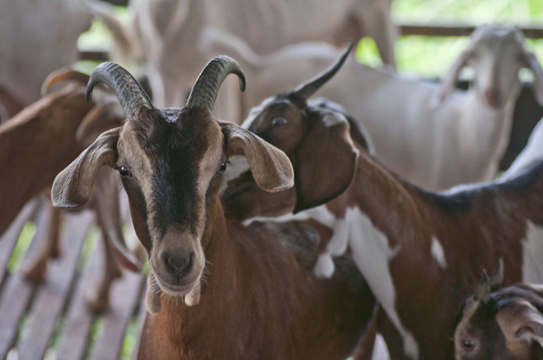 close up shot of goats at the farm - Foto, immagini