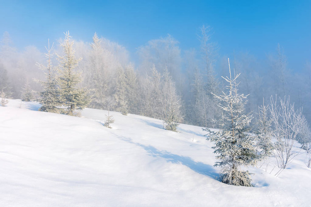 winter scenery with trees in hoarfrost - Foto, afbeelding