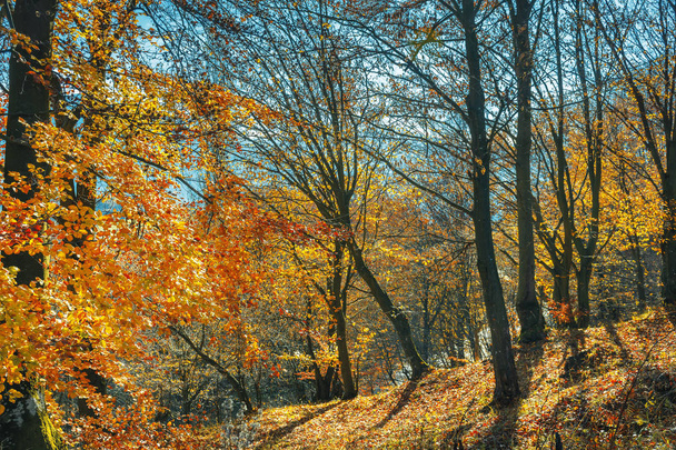 autumn forest on a sunny day - Foto, imagen