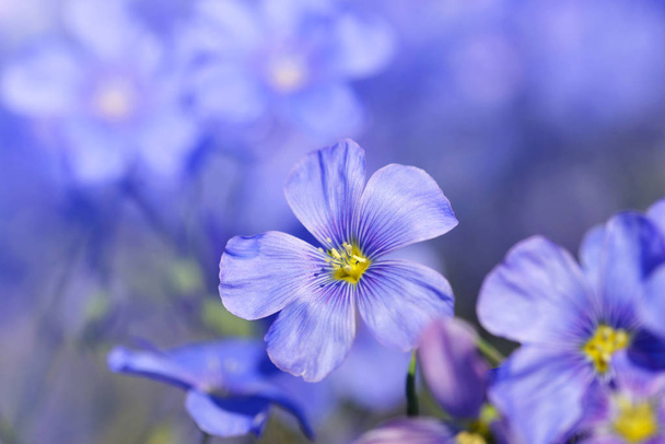 Blue Flax flower ( Linum austriacum ) closeup. - Photo, Image