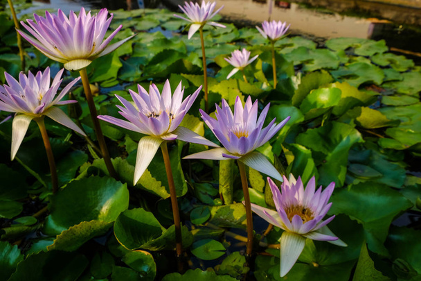 Giglio d'acqua loto rosa con ape
 - Foto, immagini