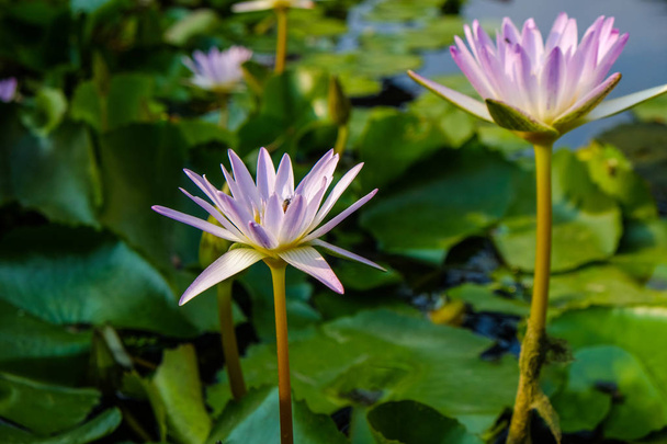 Pink lotus water lily with bee - Photo, Image