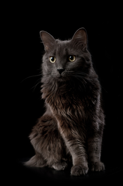 portret kota szare Fold - Zdjęcie, obraz