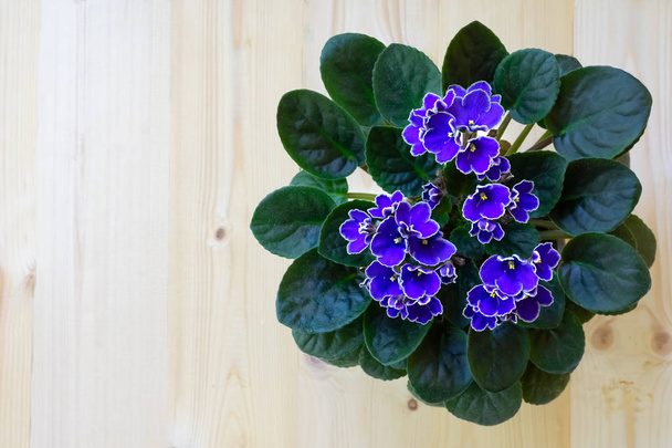 Bright purple African violet flower on wooden table, top view, cozy home decor, copy space - Foto, Bild
