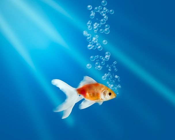 Золотая рыба в аквариуме с водяными пузырьками и лучами света
 - Фото, изображение