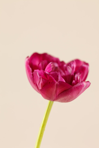 Nice tulip - Valokuva, kuva