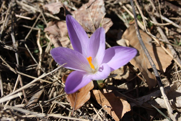 сафлор, фиолетовое растение, узнаваемое, потому что оно похоже на поддельный цветок сафрона
 - Фото, изображение