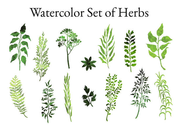 Illustration set of herbs, plants and flowers sketches - Vector, Image