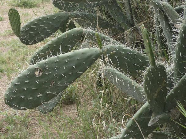 Kaktus- und Kaktusfeigenblüten mit Dornen am Wegesrand - Foto, Bild