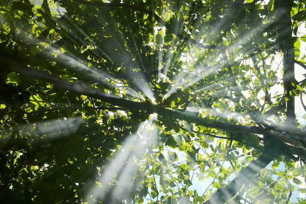 Magical beams of sunlight shining through lush foliage in the forest in mountains. - Photo, Image