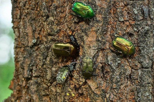 many green beetles are sitting on the brown bark of a tree in the forest - Photo, Image
