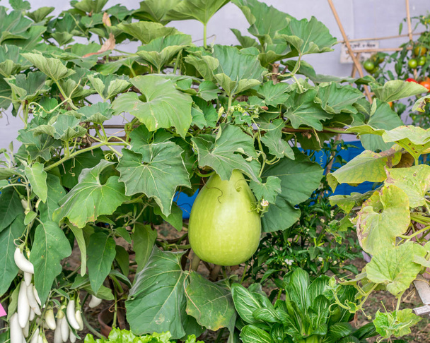 Gourds fruit (Cucurbitaceae) planta com flor. Pertence a uma família como Cucurbita e Lagenaria como abóboras, pepinos, abóbora, lufa e melões
. - Foto, Imagem