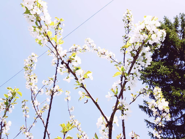 村のピンクの白と緑の花といくつかの春の花の木の素晴らしいキャプション。澄んだ空の素晴らしい背景. - 写真・画像
