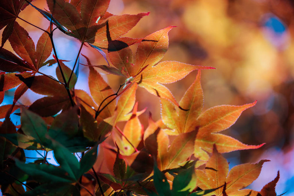 Red maple leaf background, shade, light and shado - Фото, изображение