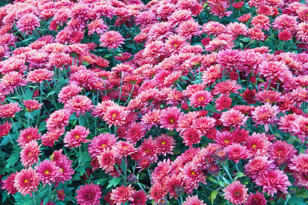 Krizantemler (anne veya krizantem denir) sonbahar bahçesinde popüler çiçekler, arka plan - Fotoğraf, Görsel