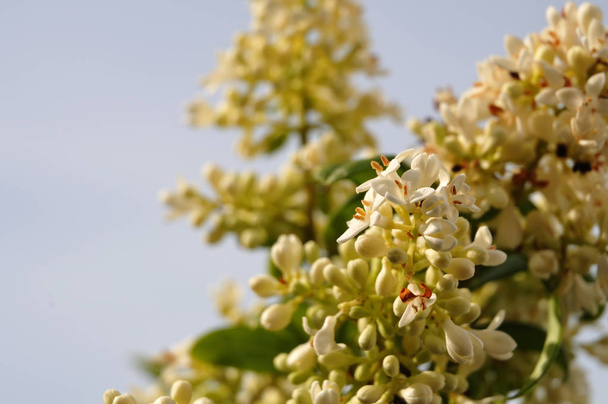 close-up of white flowers at a privet hedge - Photo, Image