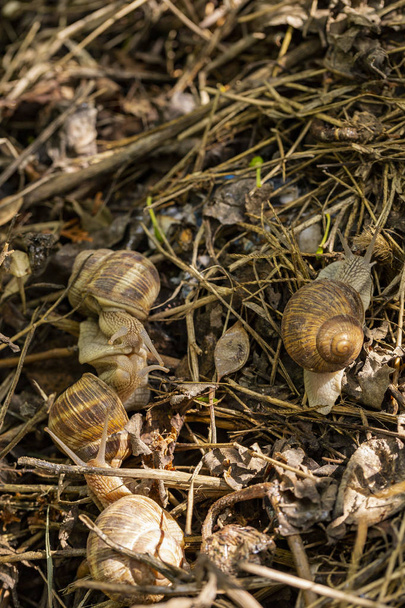 Helix pomatia, Roman - Burgundy snail, escargot, è una specie di grande lumaca terrestre, commestibile, che respira aria, un mollusco gasteropode terrestre della famiglia Helicidae. Ermafroditi amorosi da corteggiamento
. - Foto, immagini